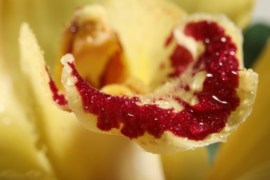 Closeup view of beautiful blooming orchid flower with dew drops as background