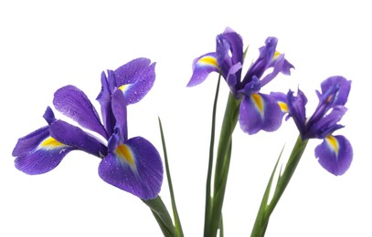 Photo of Beautiful violet iris flowers with water drops isolated on white