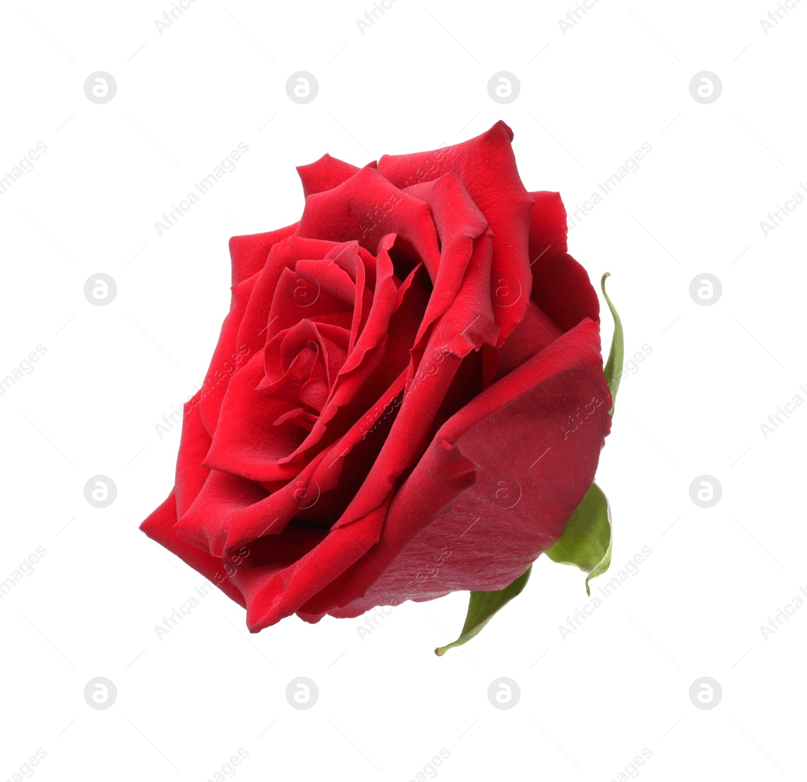 Photo of Beautiful fresh red rose isolated on white