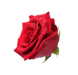 Photo of Beautiful fresh red rose isolated on white