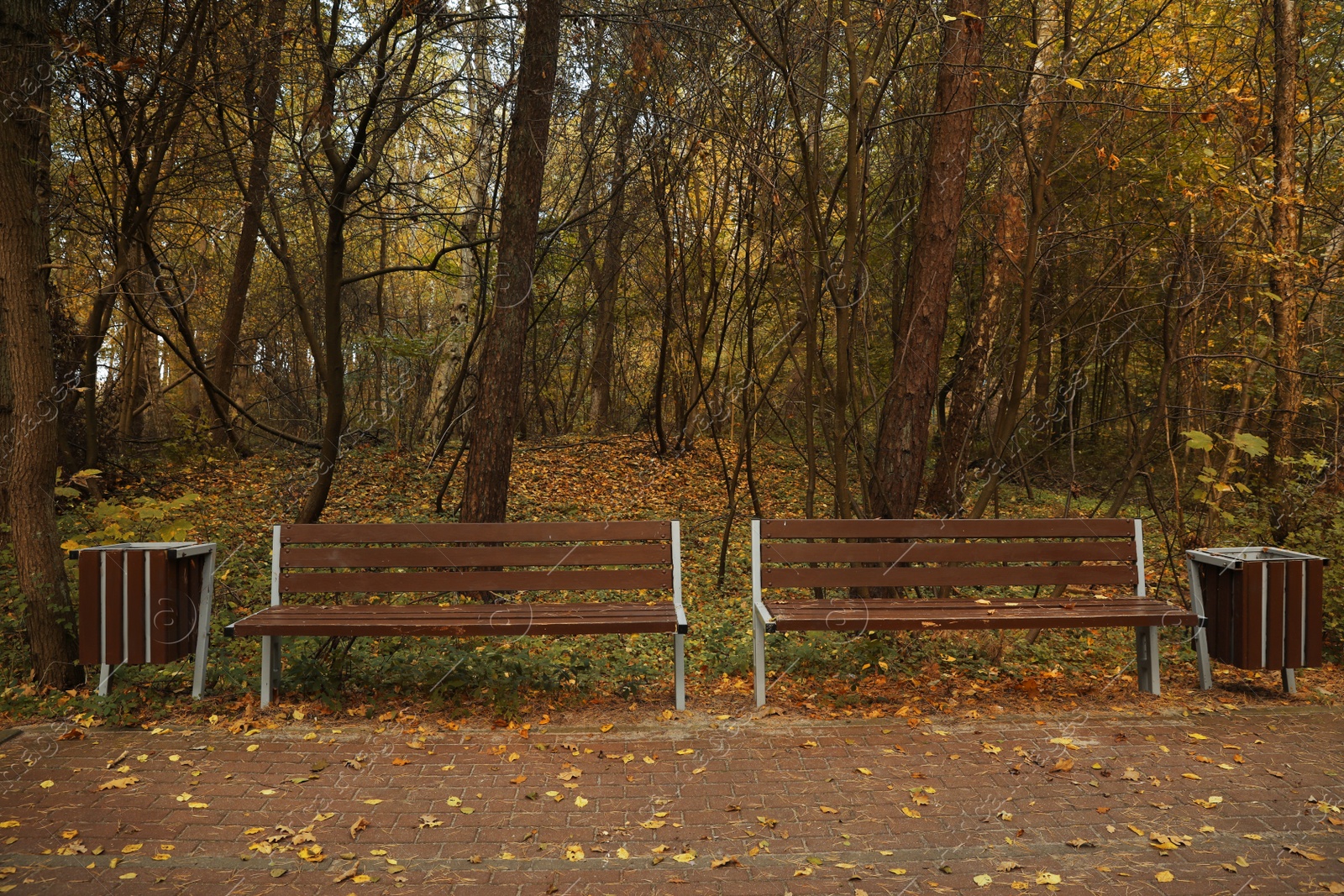 Photo of Many beautiful trees, benches and pathway in autumn park