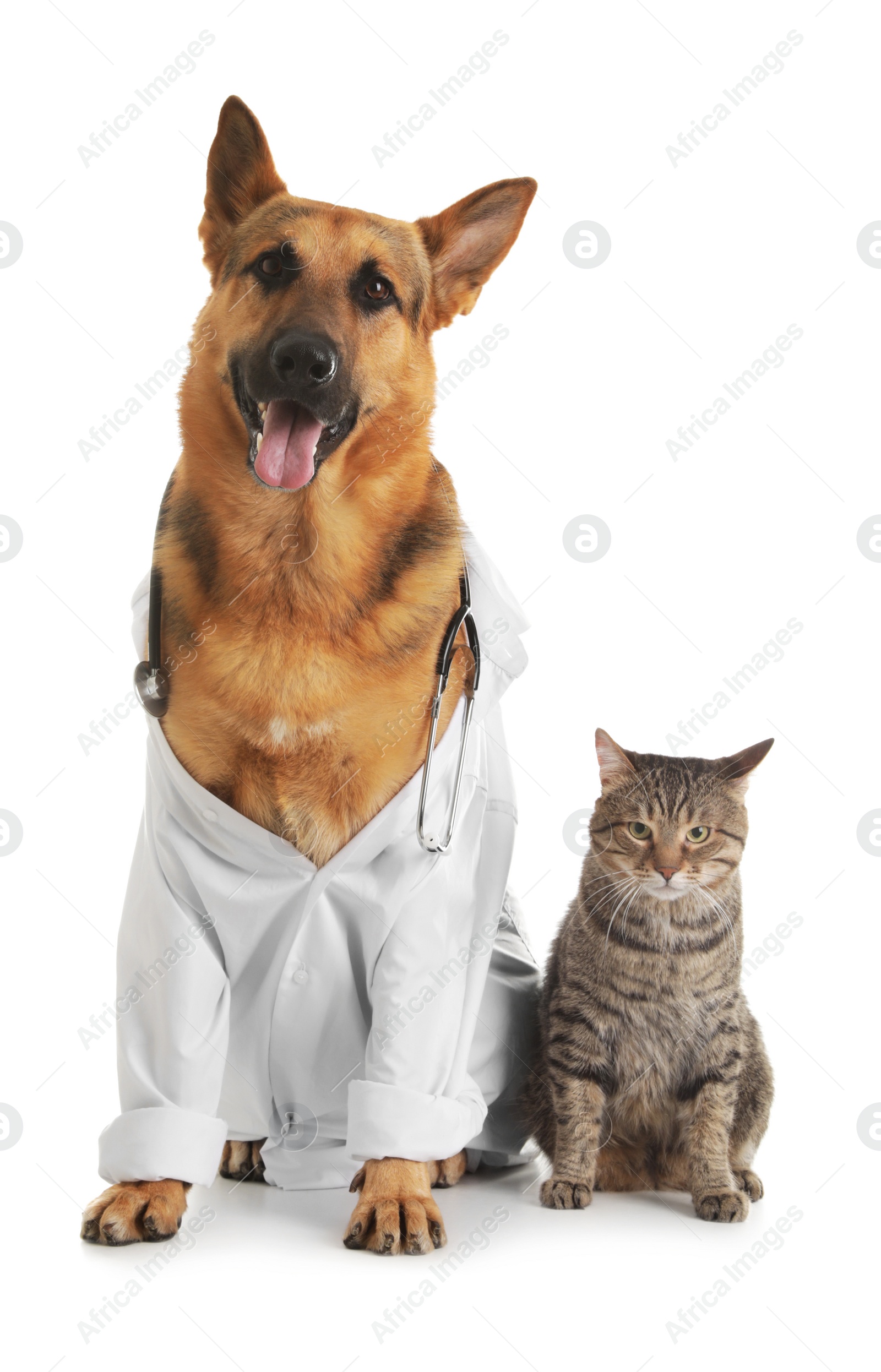 Photo of German shepherd with stethoscope dressed as veterinarian doc and cat on white background