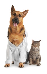 German shepherd with stethoscope dressed as veterinarian doc and cat on white background