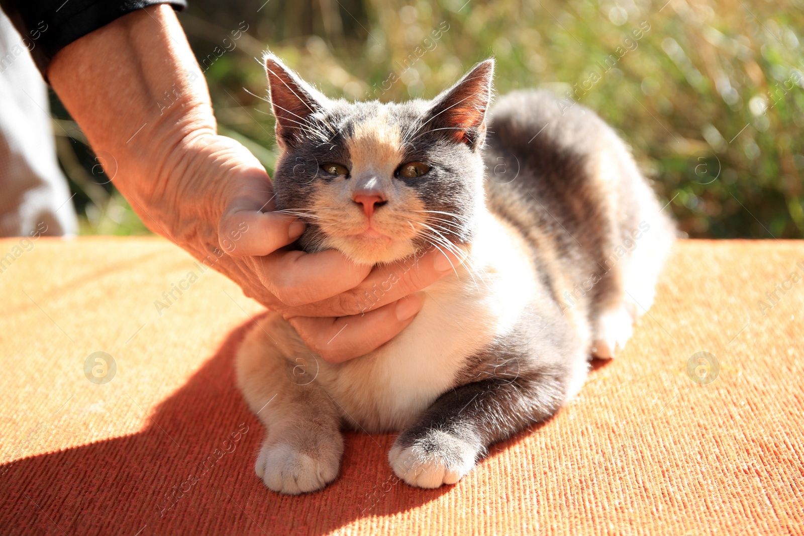 Photo of Woman stroking stray cat outdoors, closeup. Homeless animal