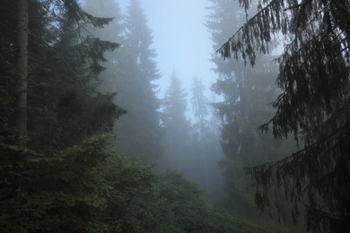 Photo of Beautiful coniferous trees and bushes in forest on foggy day