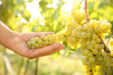 Photo of Man picking fresh ripe grapes in vineyard, closeup