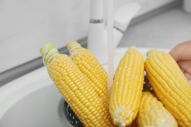 Photo of Washing corn ears in kitchen sink, closeup