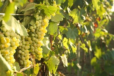 Bunches of grapes growing in vineyard on sunny day. Wine production