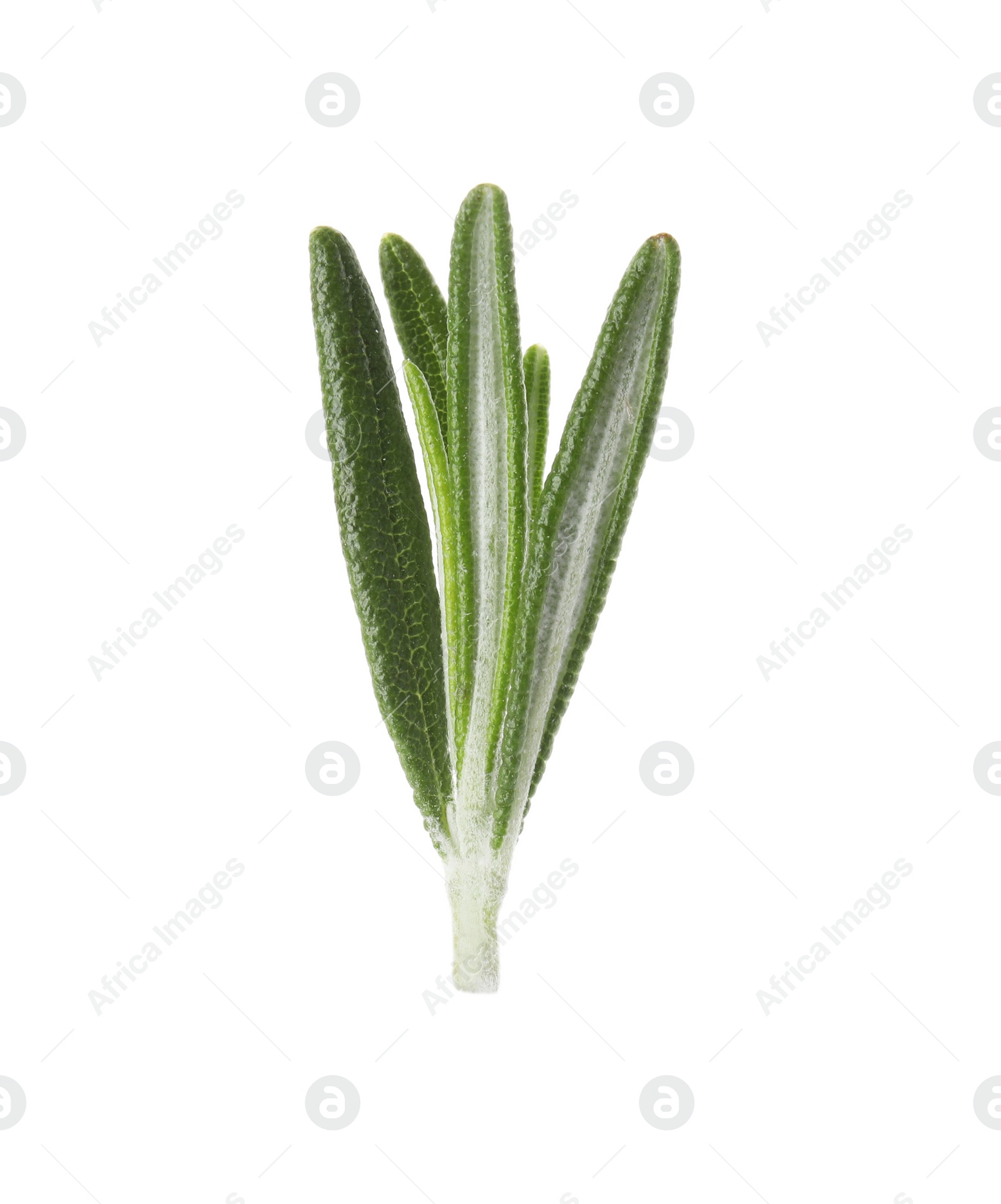 Photo of Fresh green rosemary leaves on white background