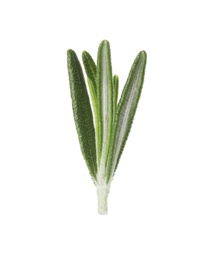 Photo of Fresh green rosemary leaves on white background