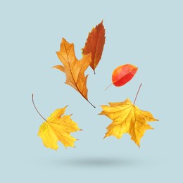Image of Different autumn leaves falling on pale light blue background