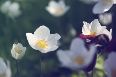 Photo of Beautiful blossoming Japanese anemone flowers outdoors on spring day