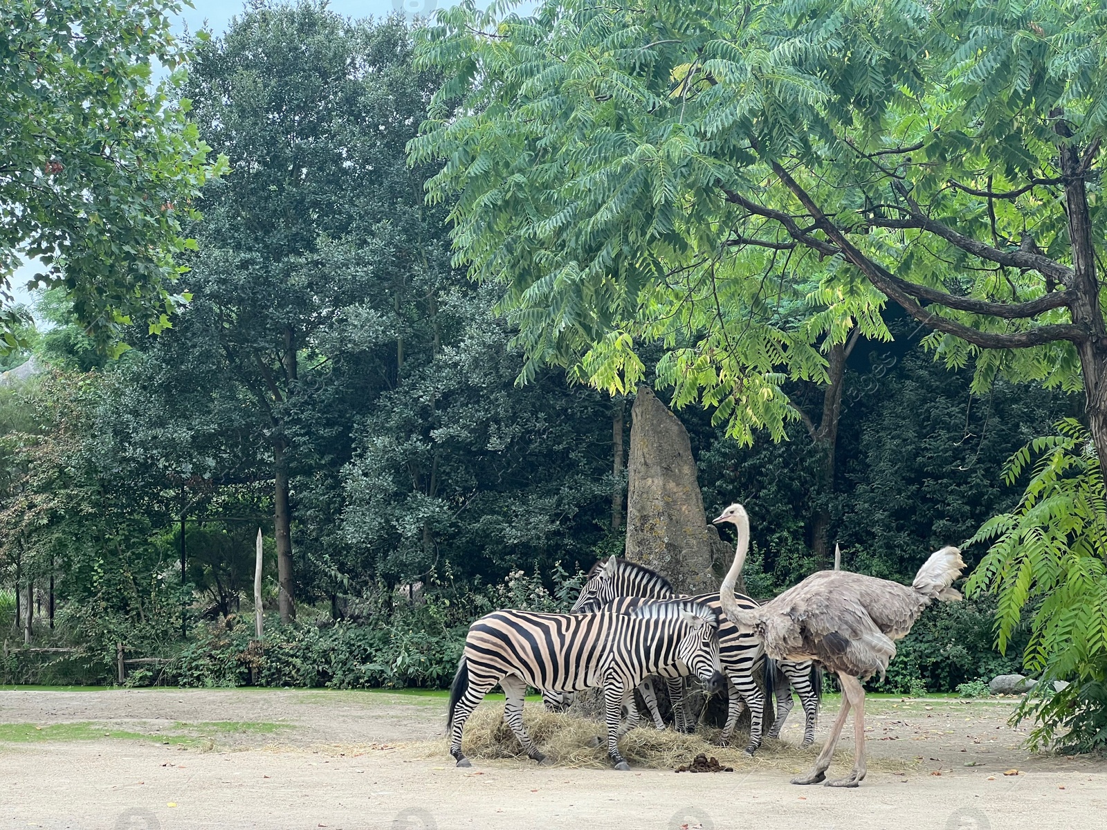 Photo of Beautiful grey African ostrich and zebras in zoo enclosure