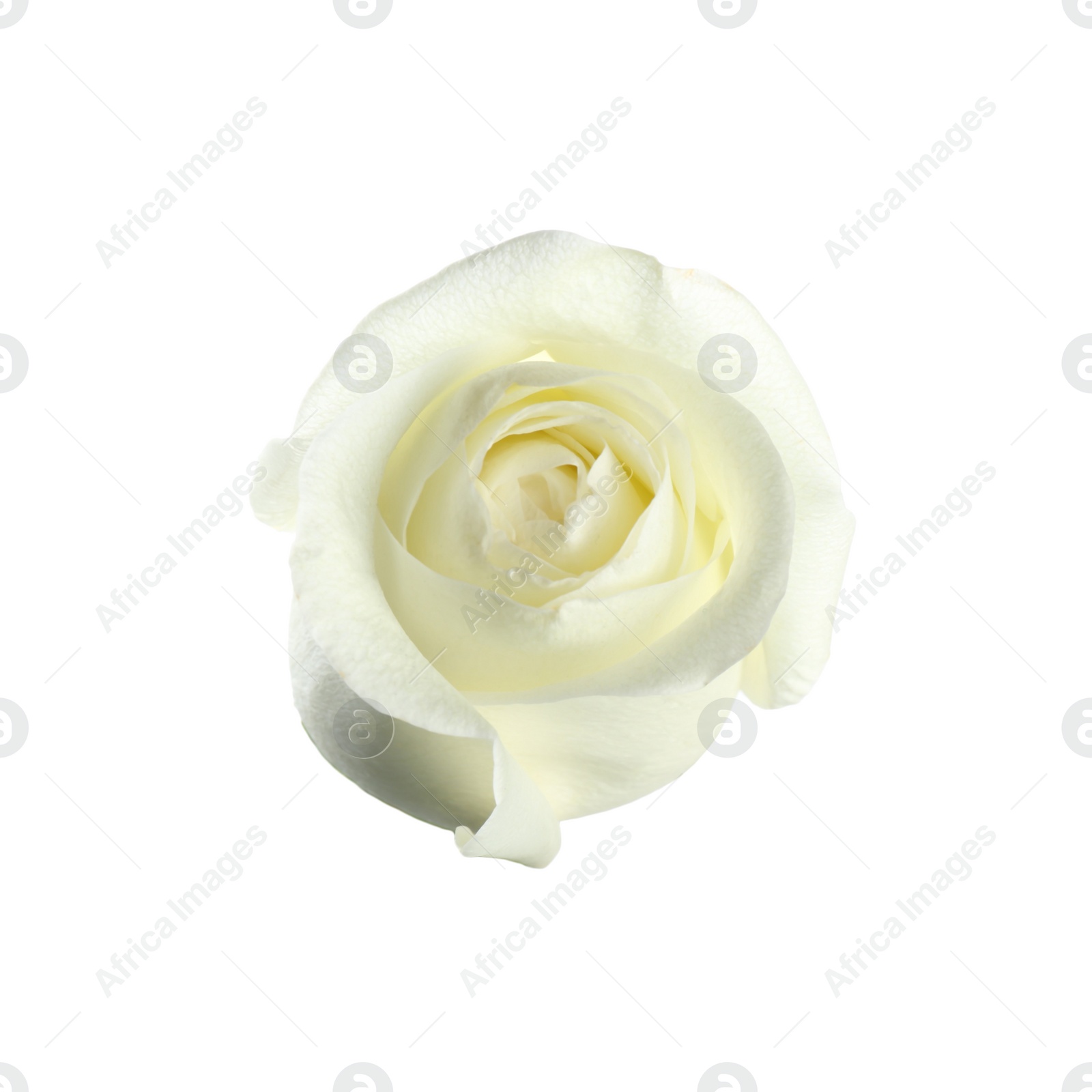 Photo of Beautiful fresh rose on white background. Perfect gift