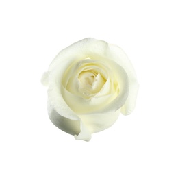 Beautiful fresh rose on white background. Perfect gift