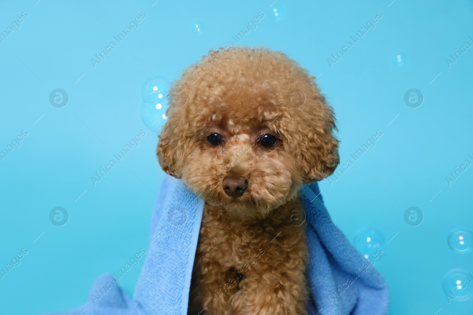 Photo of Cute Maltipoo dog wrapped in towel and soap bubbles on light blue background. Pet hygiene