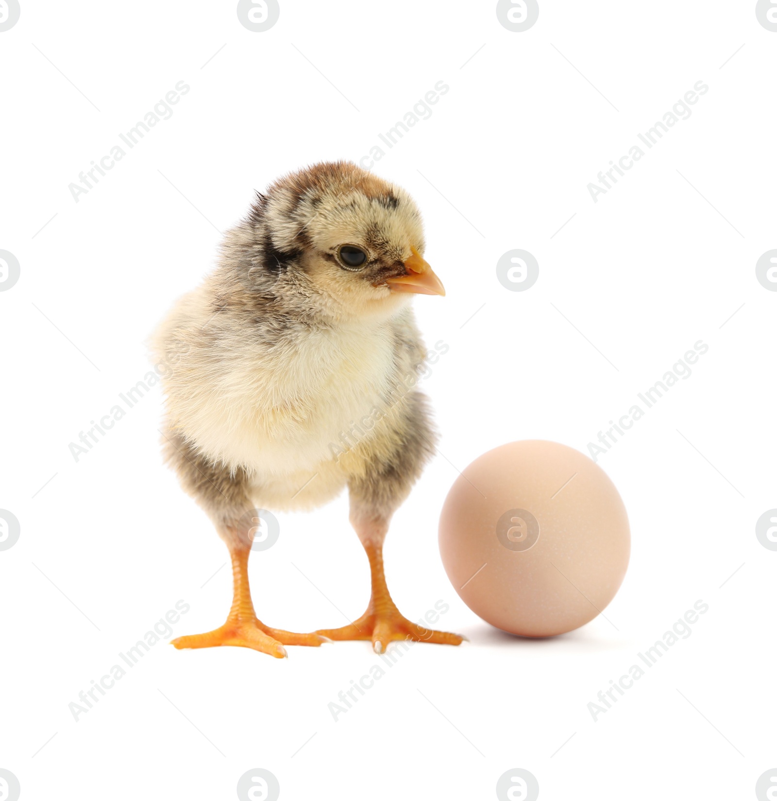 Photo of Cute chick and egg isolated on white. Baby animal