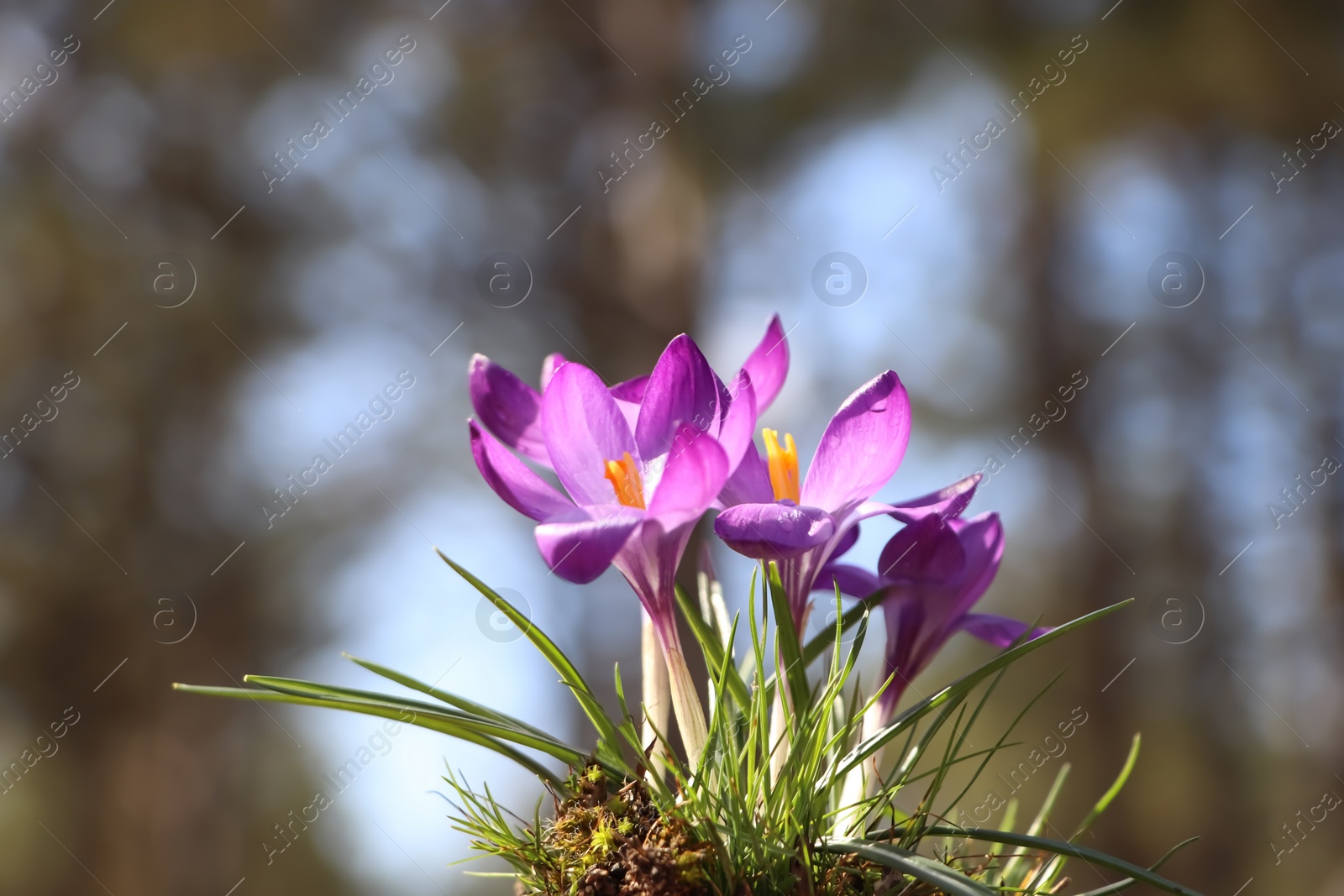 Photo of Fresh purple crocus flowers growing in spring forest