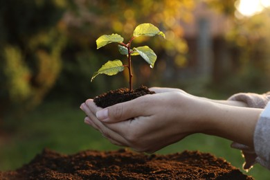 Photo of Woman holding soil with young green seedling above ground, closeup. Planting tree