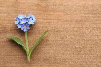 Photo of Beautiful blue Forget-me-not flower on wooden table, top view. Space for text