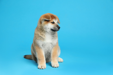 Photo of Cute Akita Inu puppy on light blue background, space for text. Baby animal