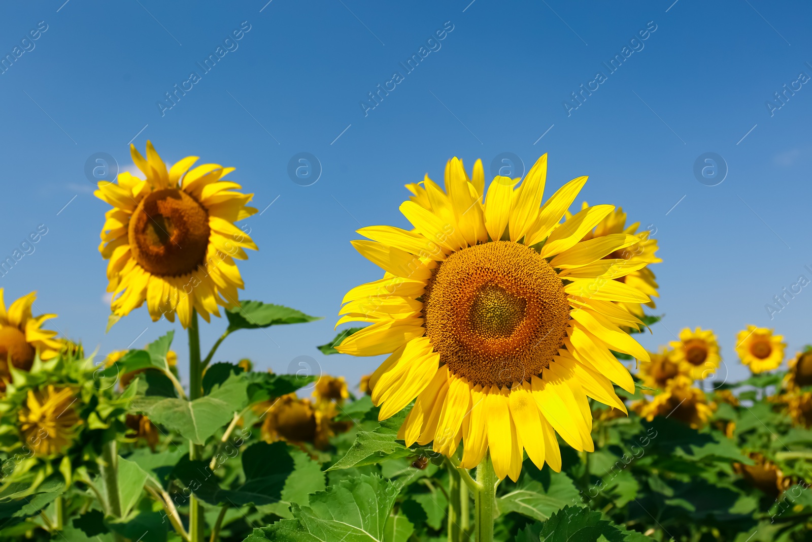 Photo of Beautiful view of sunflowers growing in field