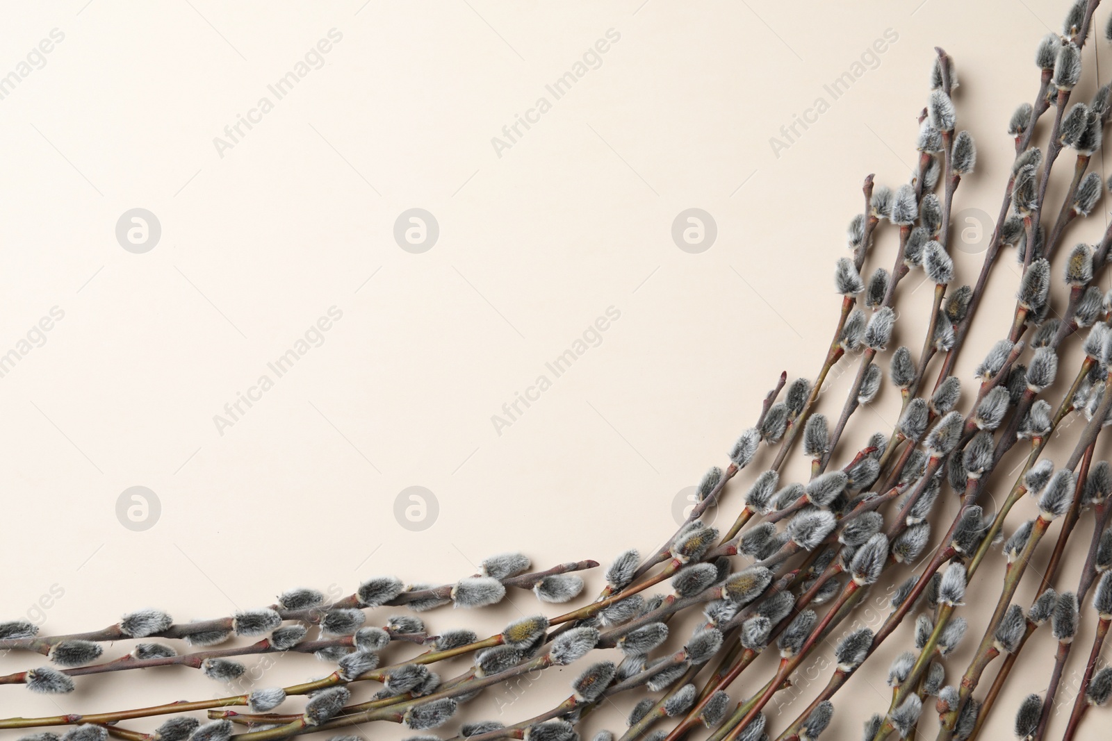 Photo of Beautiful pussy willow branches on beige background, flat lay. Space for text