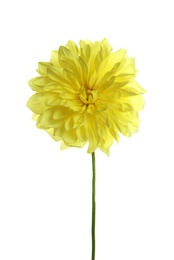 Photo of Beautiful yellow dahlia flower on white background