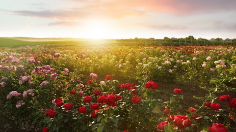 Bushes with beautiful roses outdoors on sunny day