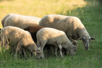 Photo of Many beautiful sheep and lambs grazing on pasture. Farm animal