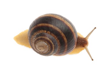 Photo of Common garden snail crawling on white background, top view