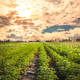 Image of Picturesque view of blooming potato field at sunset. Organic farming