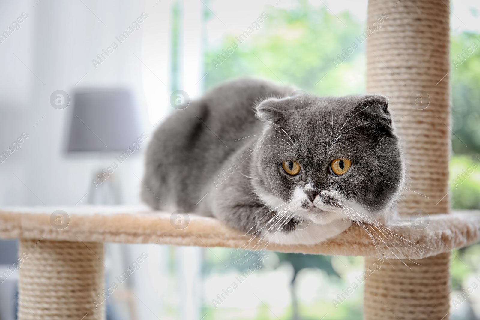 Photo of Cute pussycat on cat tree at home