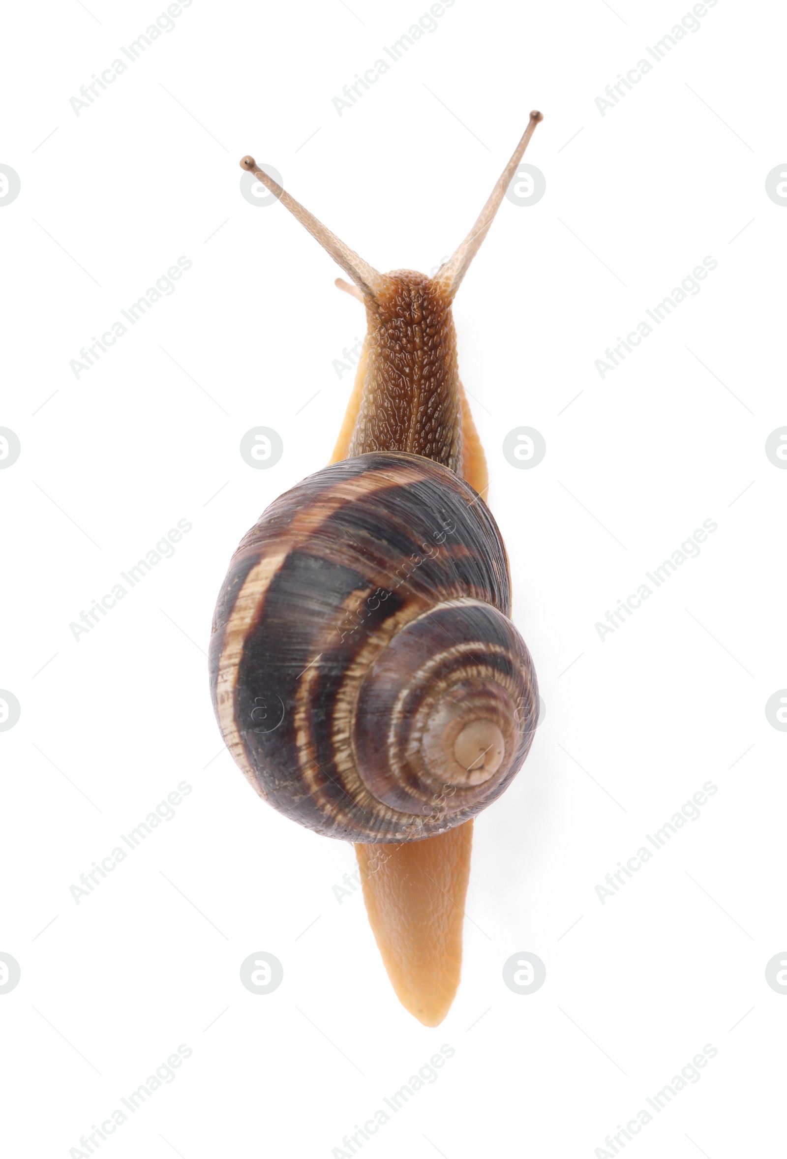 Photo of Common garden snail crawling on white background, top view