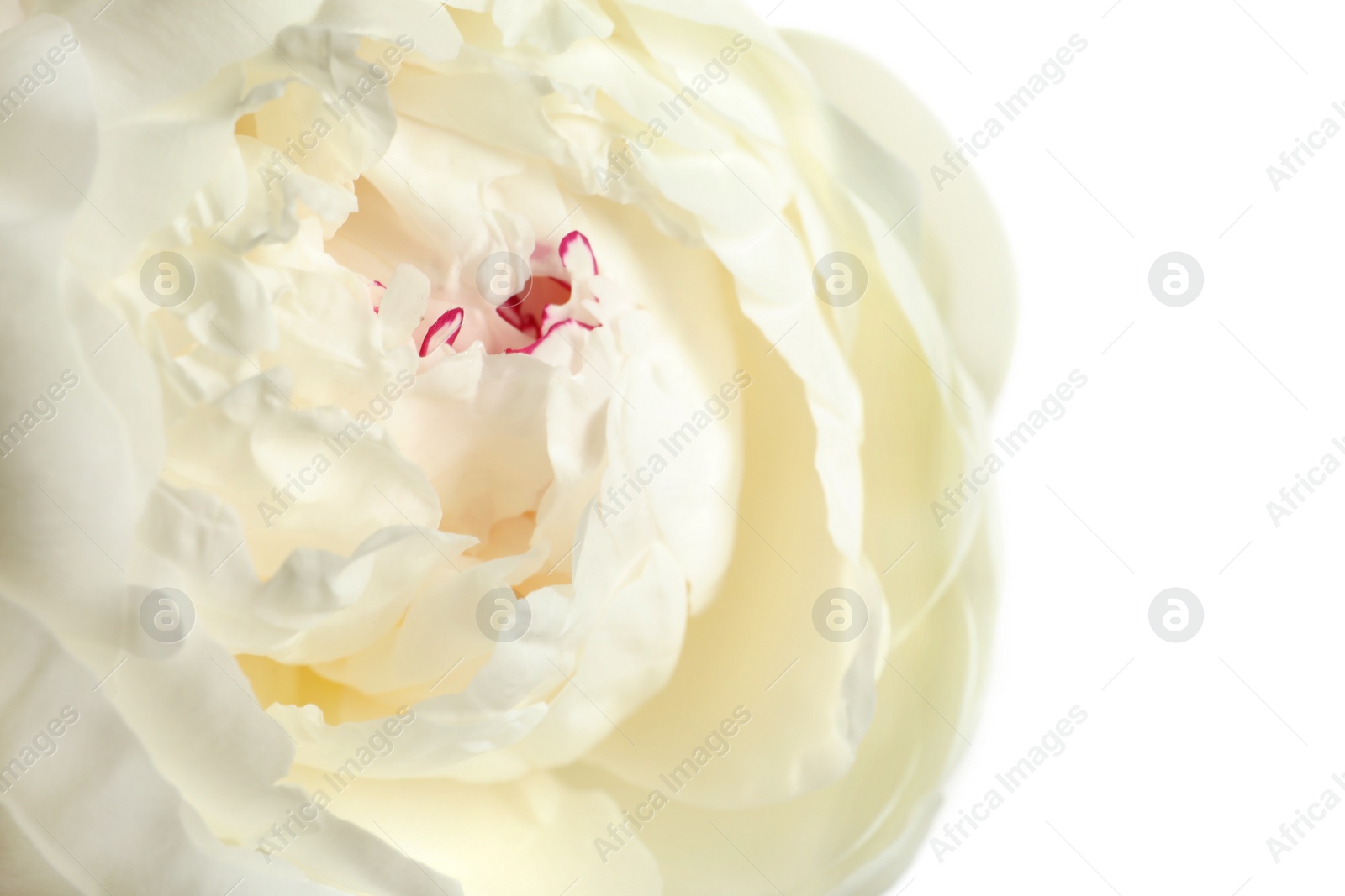 Photo of Beautiful fresh peony flower on white background, top view