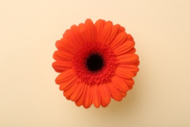 Beautiful orange gerbera flower on beige background, top view