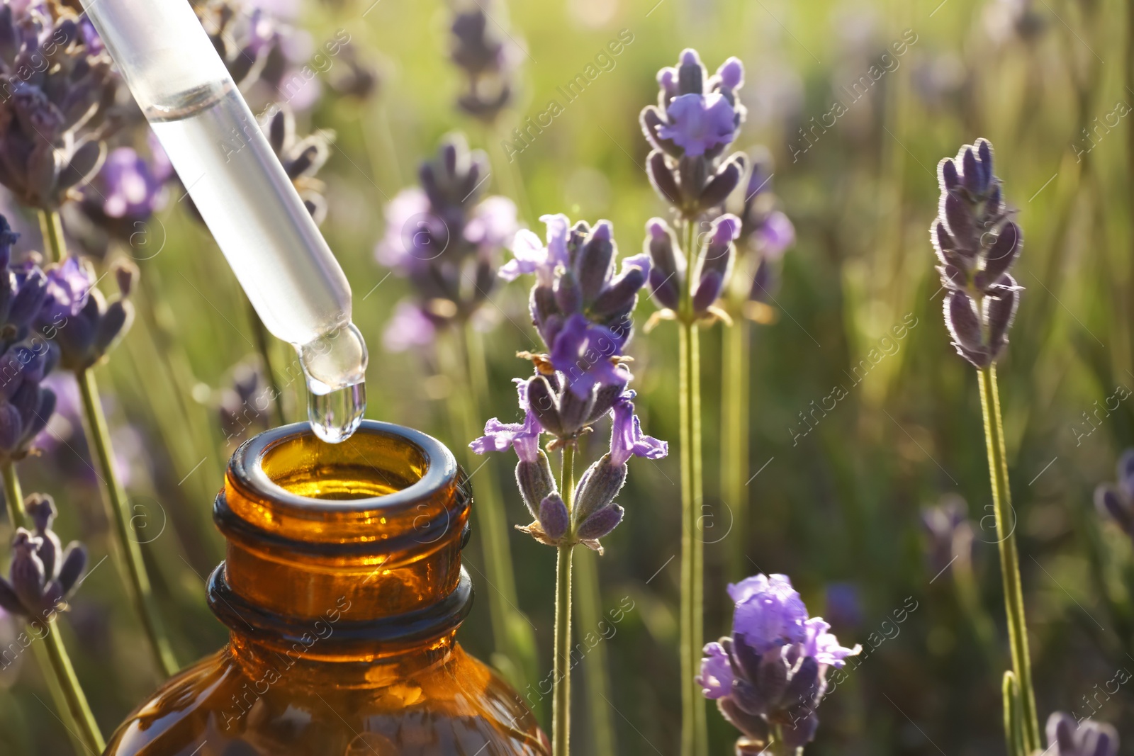 Photo of Dropper with lavender essential oil over bottle in blooming field, closeup. Space for text