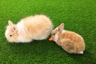 Photo of Cute little rabbits on grass. Adorable pet