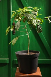 Potted coffee tree on wooden stand in greenhouse