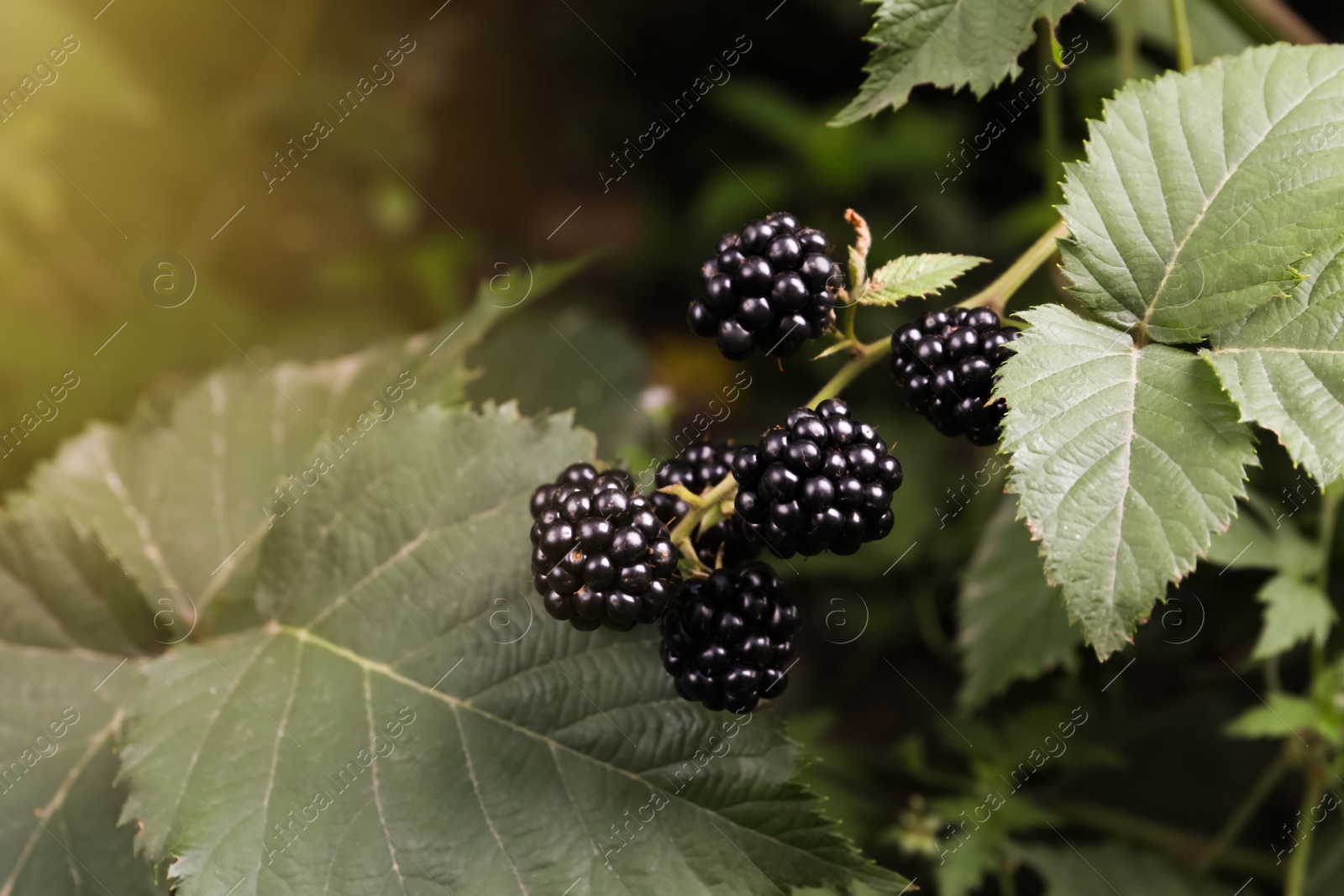 Photo of Branch with blackberries on bush in garden, closeup