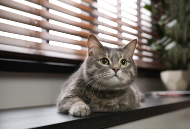 Tabby cat lying on windowsill indoors. Cute pet