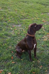 Cute German Shorthaired Pointer dog on green grass outdoors