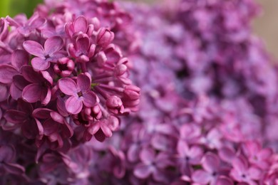 Photo of Beautiful blooming lilac flowers against blurred background, closeup. Space for text