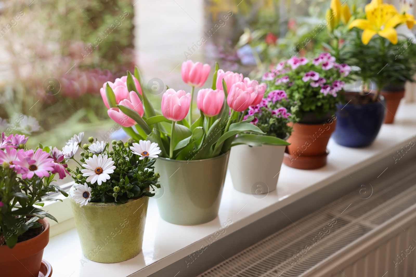 Photo of Many beautiful blooming potted plants on windowsill indoors