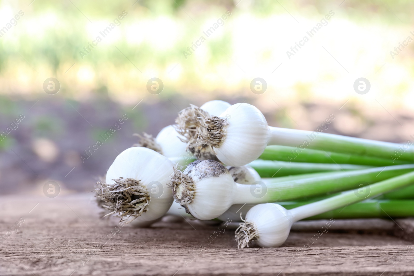 Photo of Fresh ripe garlic bulbs on wooden table