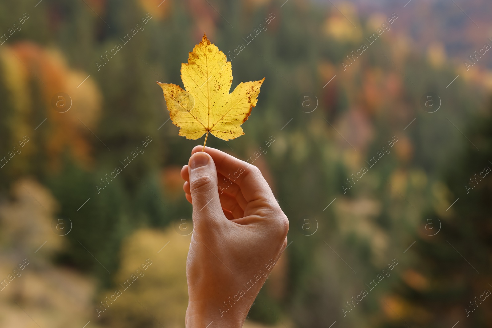 Photo of Woman holding beautiful autumn leaf near forest, closeup