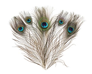 Photo of Beautiful bright peacock feathers on white background