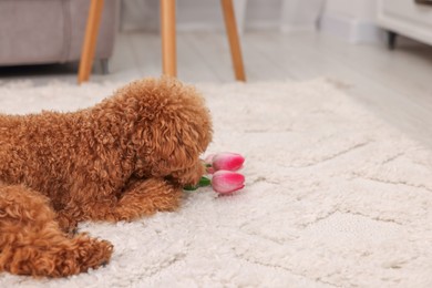 Cute Maltipoo dog with bouquet of beautiful tulips at home, space for text. Lovely pet