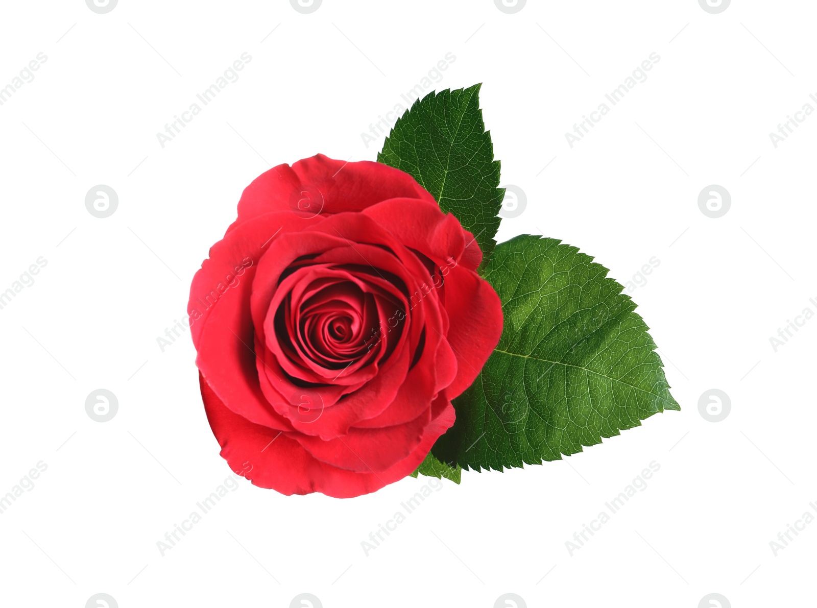 Photo of Beautiful blooming red rose on white background, top view