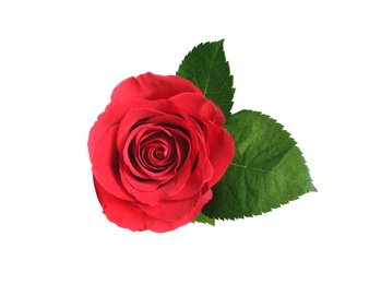 Photo of Beautiful blooming red rose on white background, top view